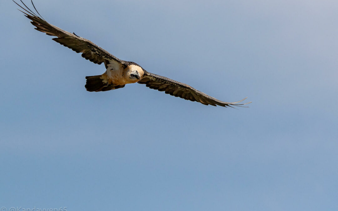 Vallée du Louron : la SHEM propose une exposition sur les oiseaux des Pyrénées.